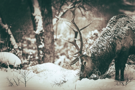 Lonely Elk in Winter. Colorado Elk Closeup. North American Wildlife. Dark Sepia Color Gradingの写真素材