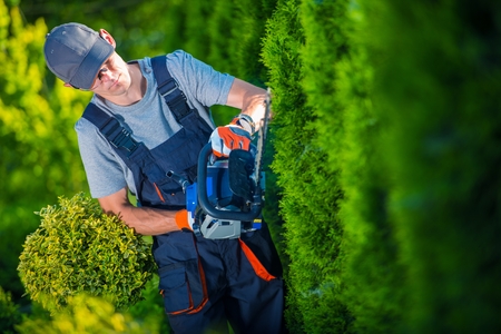 Hedge Trimmer Works. Gardener with Gasoline Hedge Trimmer Shaping Wall of Thujas.