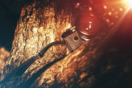 Vintage Camera on a Tree on the Hot Summer Day
