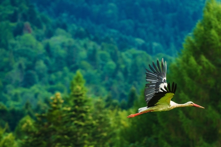 European White Stork in Flight. Poland, Europe.の写真素材
