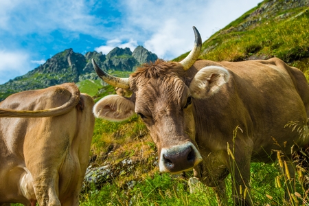 Swiss Alpine Cows on the Mountain Meadow.の写真素材