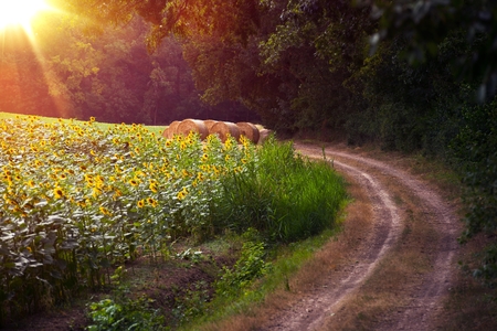 Countryside Sunny Forest Road. Sunny Hot August Day on the Country Road. Sunflowers Field and Baled Hay Rolls. Austria, Europe.の写真素材