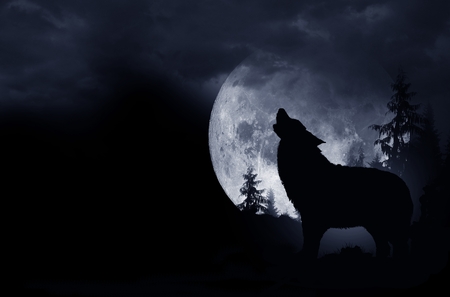 Howling Wolf Dark Background. Full Moon and the Wilderness.の写真素材