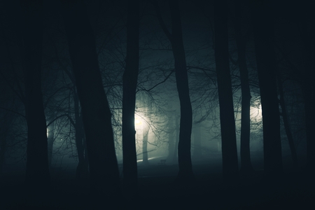 In the Dark Spooky City Park. Foggy Creepy Park at Night.
