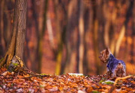 Dog Forest Walk. Middle Age Silky Terrier Fun in the Forest.の写真素材