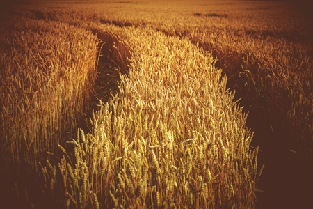Rye Field with Tractor Tracks. Agriculture Theme. Rye Closeup.