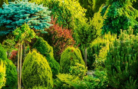 Beautiful Garden Closeup Photo. Backyard Garden in Summer. Many Different Type of Plants.の写真素材