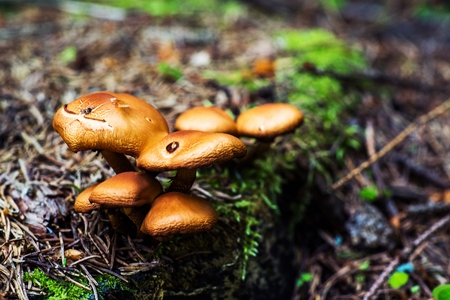 Wild Forest Mushrooms Closeup Photo. Forest Toadstoolの写真素材