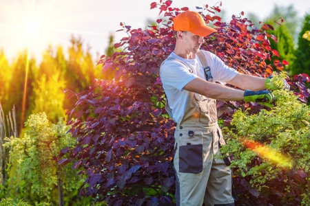 Men Taking Care of Garden. Plants Cutting. Landscaping Works.の写真素材