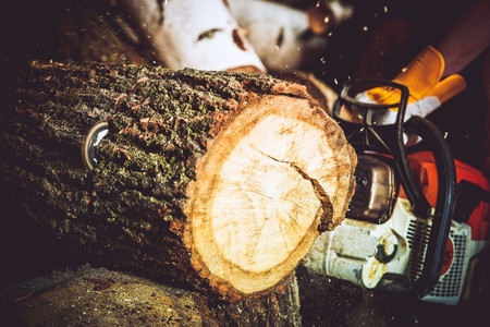 Wood Log Cut by Gasoline Wood Cutter. Closeup Photo. Forestry Works.の写真素材