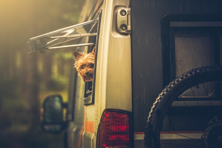 Motorhome Traveling with Dog. Small Silky Terrier Dog in Camper Van Window. Dog in RV Motorhome.の写真素材