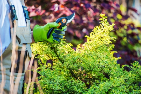 Gardener with Garden Snips Preparing For Garden Work.