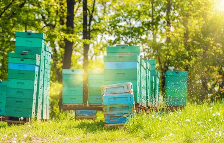 Aged Wooden Hives and Bees Around. Bees Making Honey.