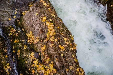 Fall Foliage River. Yellow Leaves on the River Rocks