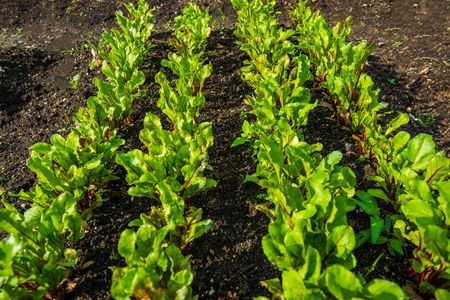 Beetroot Garden Patch Closeup Photo. Organically Grown Beetrootの写真素材