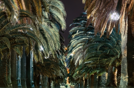 Palm Trees Alley at Night.の写真素材