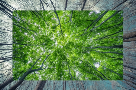 Winter to Spring Change Nature Concept Photo Background.の写真素材