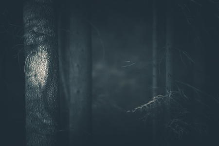 Spooky Dark Forest Closeup Photo. Dark Bluish Color Grading. Creepy Mystery Forest Backgroundの写真素材