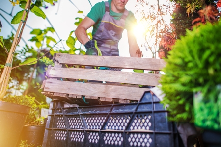 Greenhouse Spring Cleaning and Preparing Plants For the Season. Gardening Theme.の写真素材