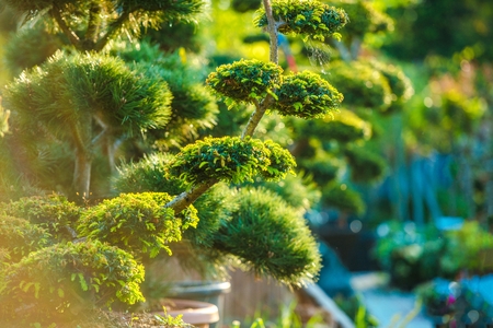 Topiary Art Garden Plants. Beautiful Shaped Decorative Garden Plants in Sunset Light.の写真素材