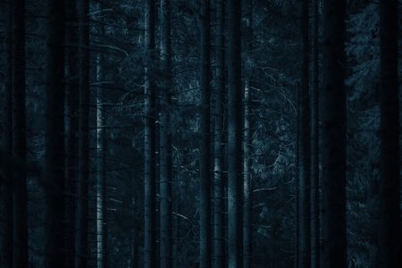 Dark Spooky Forest at Night with Moon Light Spots. Dark Blue Color Grading.の写真素材