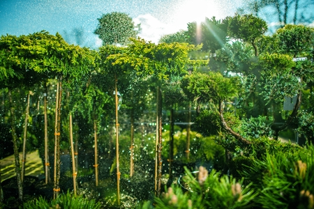 Farm Plants Watering. Plants For Sale Cultivation Theme. Garden Plants.の写真素材