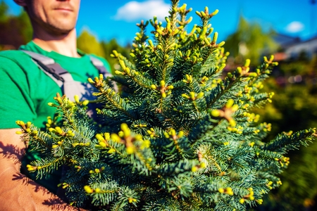 New Forest Planting Concept. Landscaping Worker with Spruce Treeの写真素材