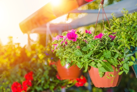 Hanging Flower Pots Under the Patio Roof. Flowers Decoration.の写真素材