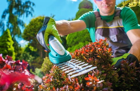 Garden Plants Trimming. Caucasian Men Trimming Rockery Garden Plants Using Electric Trimmer.
