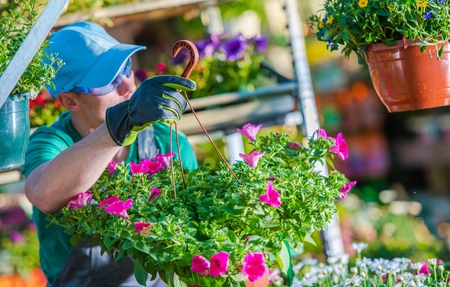 Caucasian Gardener in His 30s with Flowering Flowers Pot in the Greenhouse.の写真素材