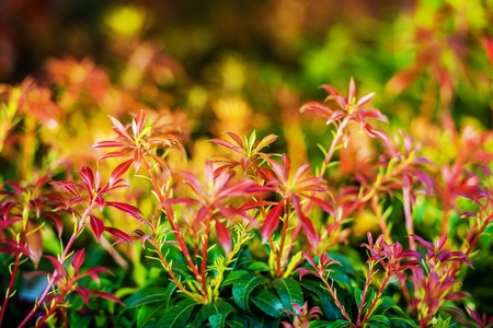 Reddish Green Garden Plants Closeup Photo. Spring Vegetation.