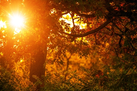 Fall Foliage and Sunset Theme. Golden Light of Sun Setting Down in the Forest.の写真素材