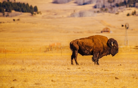 Lonely American Bison and the Colorado Prairie. United States of America. American Buffalo.の写真素材