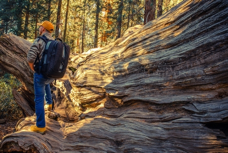 Sequoias National Park Hiker. Caucasian Men with Large Backpack on the Sierra Nevada Trailhead in California, United States of America. Taking Sun While Staying on the Fallen Giant Redwood Sequoia Tree.の写真素材