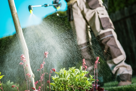 Gardener Fighting Insects in the Garden by Insecticide Whole Backyard Garden.の写真素材