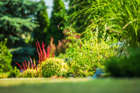 Garden Plants Closeup Photo. Scenic Backyard Garden and the Summer Afternoon Sun Light.の写真素材