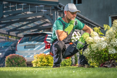 Garden Flowers Maintenance. Caucasian Men with Little Scissors Taking Care of His Home Garden Plants and Flowers. Hobby and the Passion.の写真素材