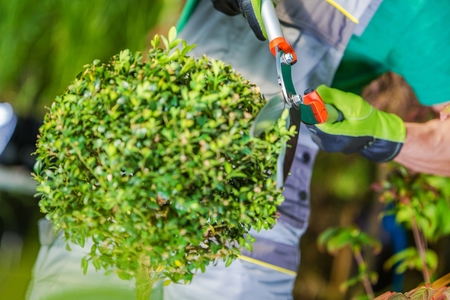 Caucasian Gardener Shaping Plant Using Large Scissors Creating Spheric Shape.の写真素材