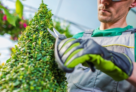 Trimming and Shaping Plant. Topiary Work. Caucasian Florist Gardener with Small Trimmer.