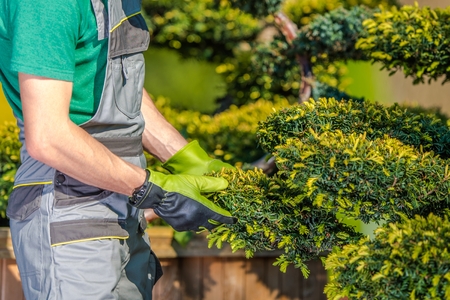 Caucasian Gardener Checking on His Plants. Garden and Landscaping Industry.