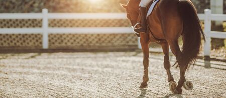 Horse Riding in Sunset. Equestrian Facility. Professional Female Rider on His Horse.の写真素材