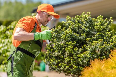 Gardener in His 30s Taking Care of Decorative Garden Trees. Landscaping Industry.
