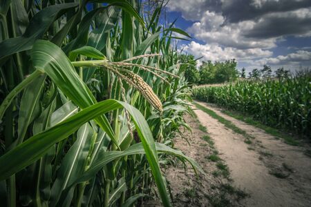 Corn Fields Country Road. Scenic Summer Day Rural Place.の写真素材