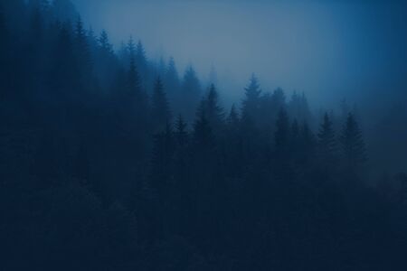 Foggy Forest Scenery in Bluish Color Grading. Spruce Trees Forestry Covered by Dense Clouds. Mountains Weather.の写真素材