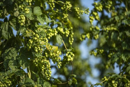 Flowers of the Hop Plant. Hops Harvesting. Humulus Lupulus. Agriculture Industry Theme.の写真素材
