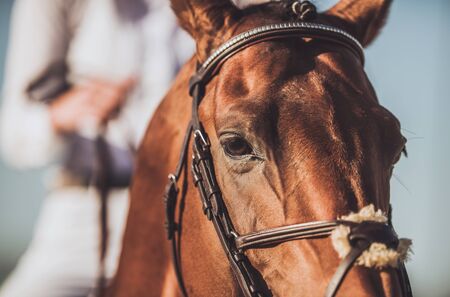 Caucasian Woman in the Equestrian Facility. Professional Horse Riding Closeup Photo.