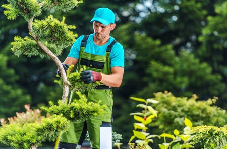 Summer Garden Works. Caucasian Gardener Trimming Decorative Trees. Industrial Theme.