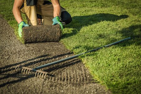 Caucasian Professional Landscaper Lay The Turf. Natural Grass Installation. Gardening Theme.の写真素材