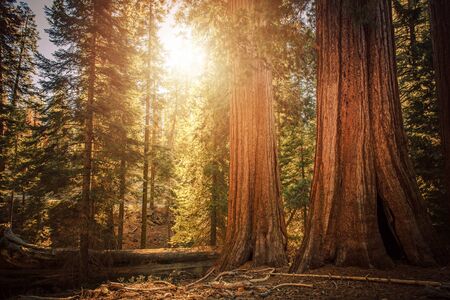 California Sierra Nevada Ancient Woodland. Giant Sequoia Trees in Sequoia National Forest

の写真素材
