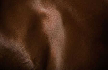 Browny Horse Skin and Muscles Closeup. Equestrian Theme.の写真素材
